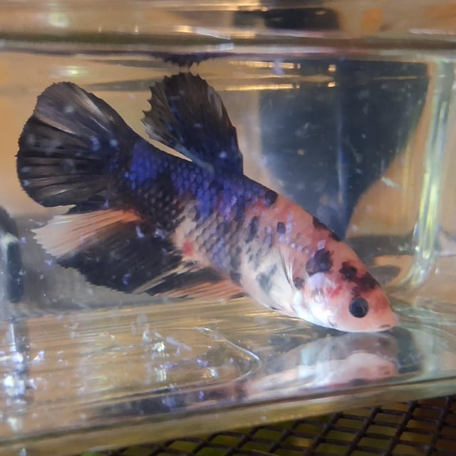 Giant Betta