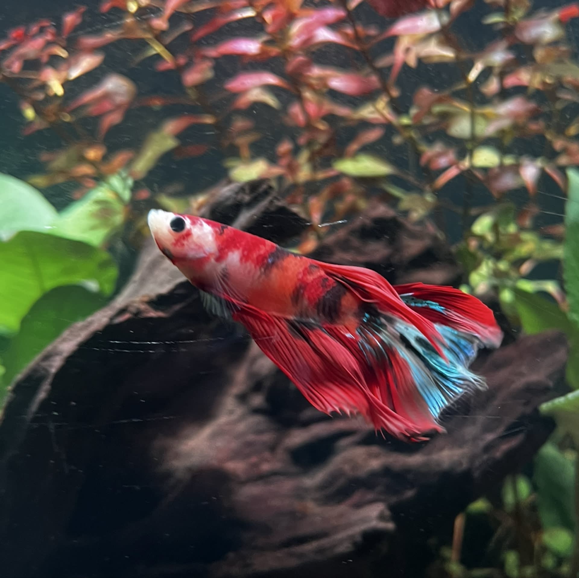 Galaxy Koi Betta