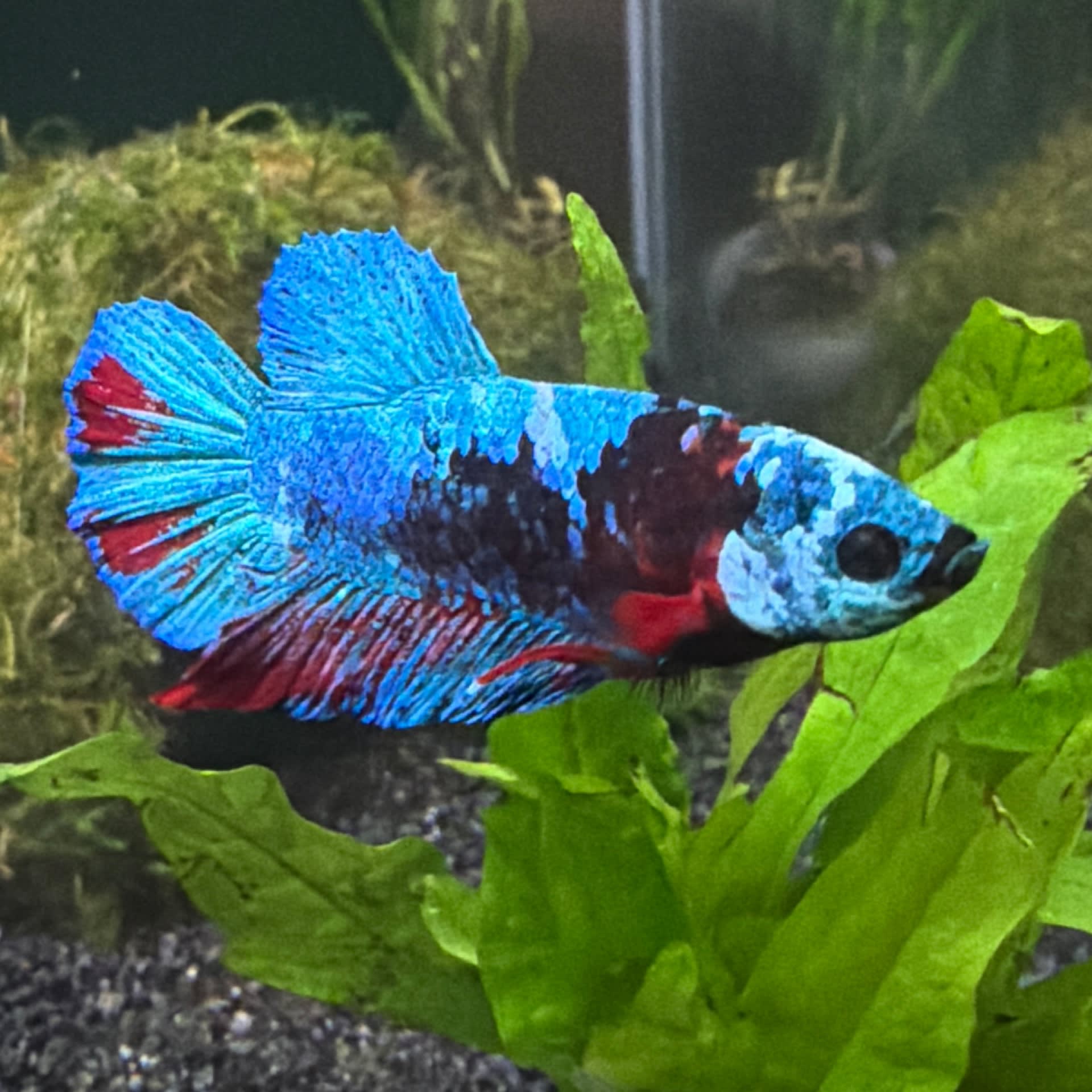 Galaxy Koi Betta
