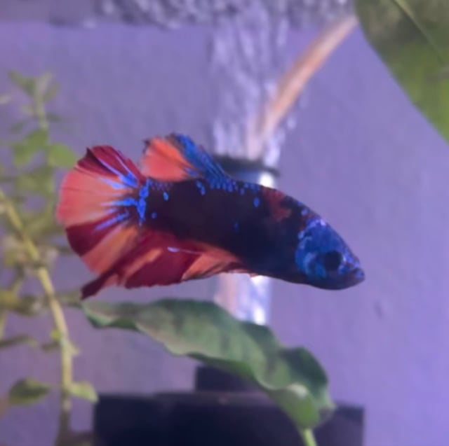 Galaxy Koi Betta