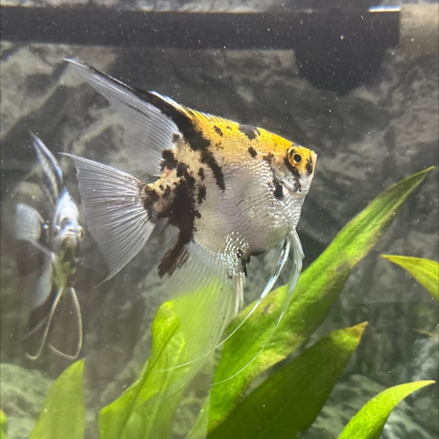 Koi Angelfish