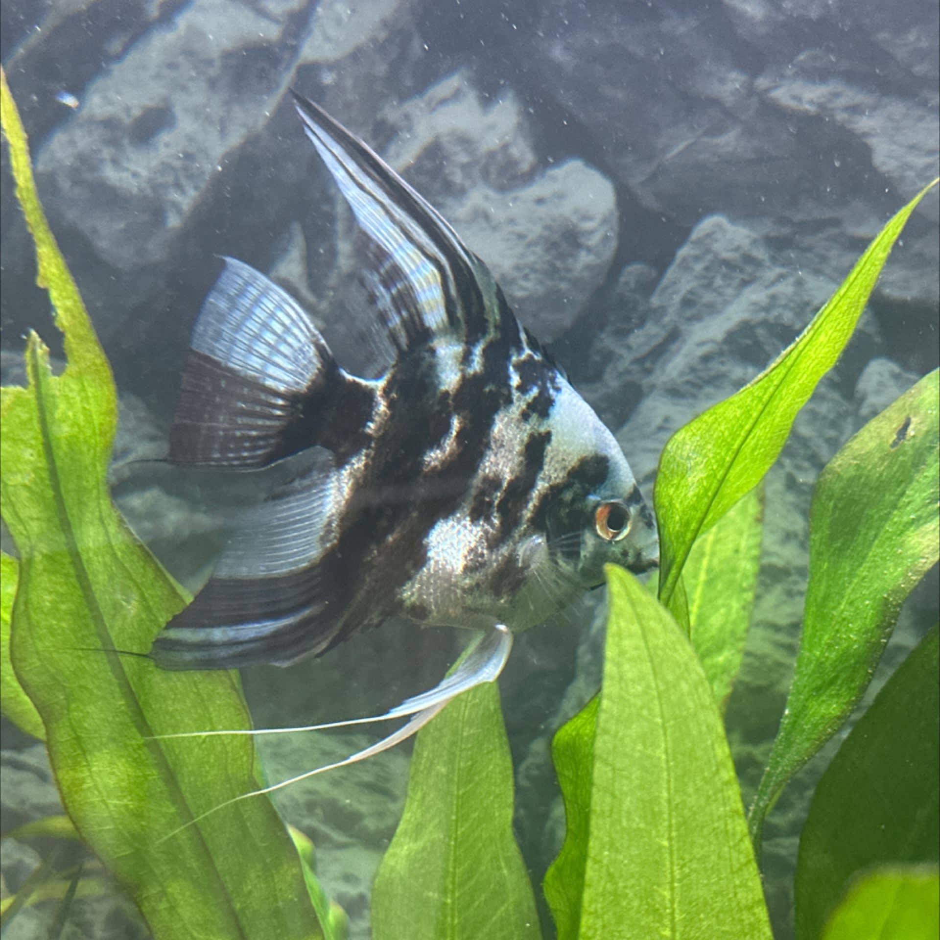 Marble Angelfish