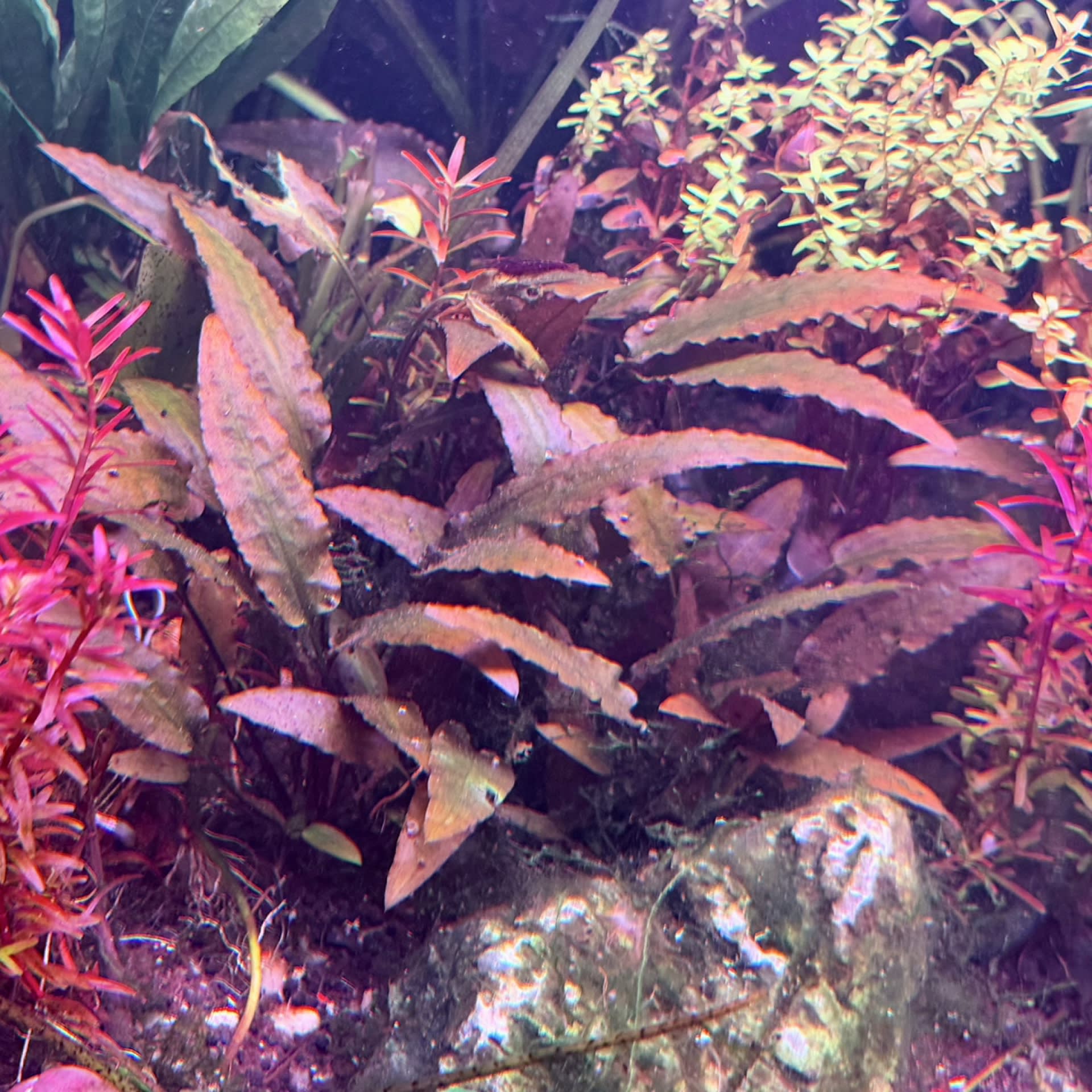 Cryptocoryne Petchii