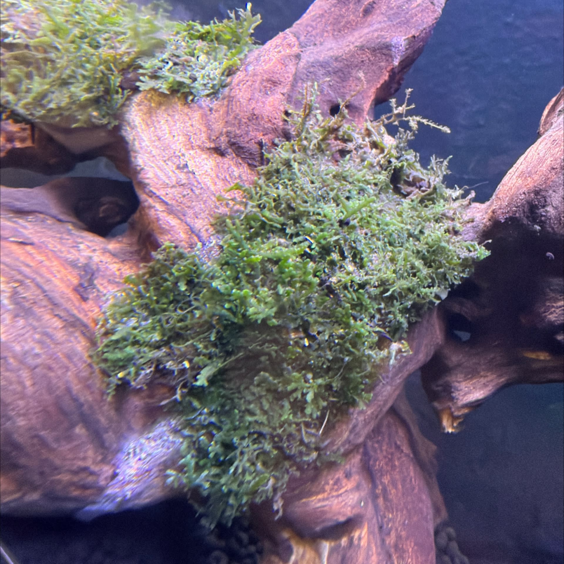 Pellia Moss