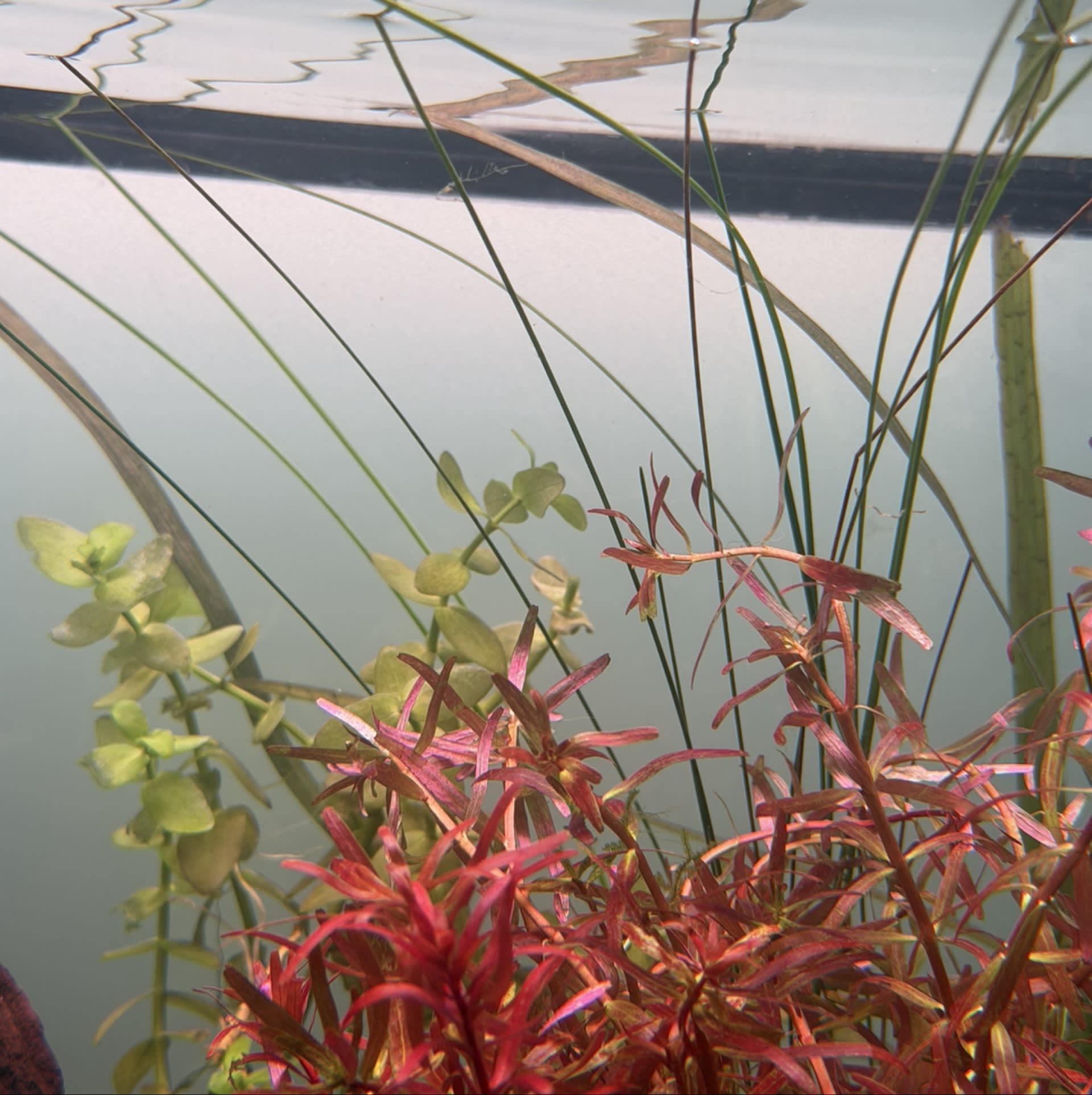 Giant Hairgrass