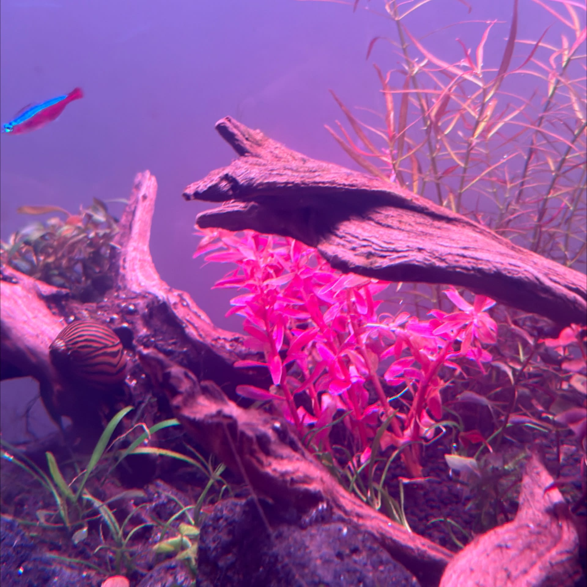 Rotala Macrandra Mini