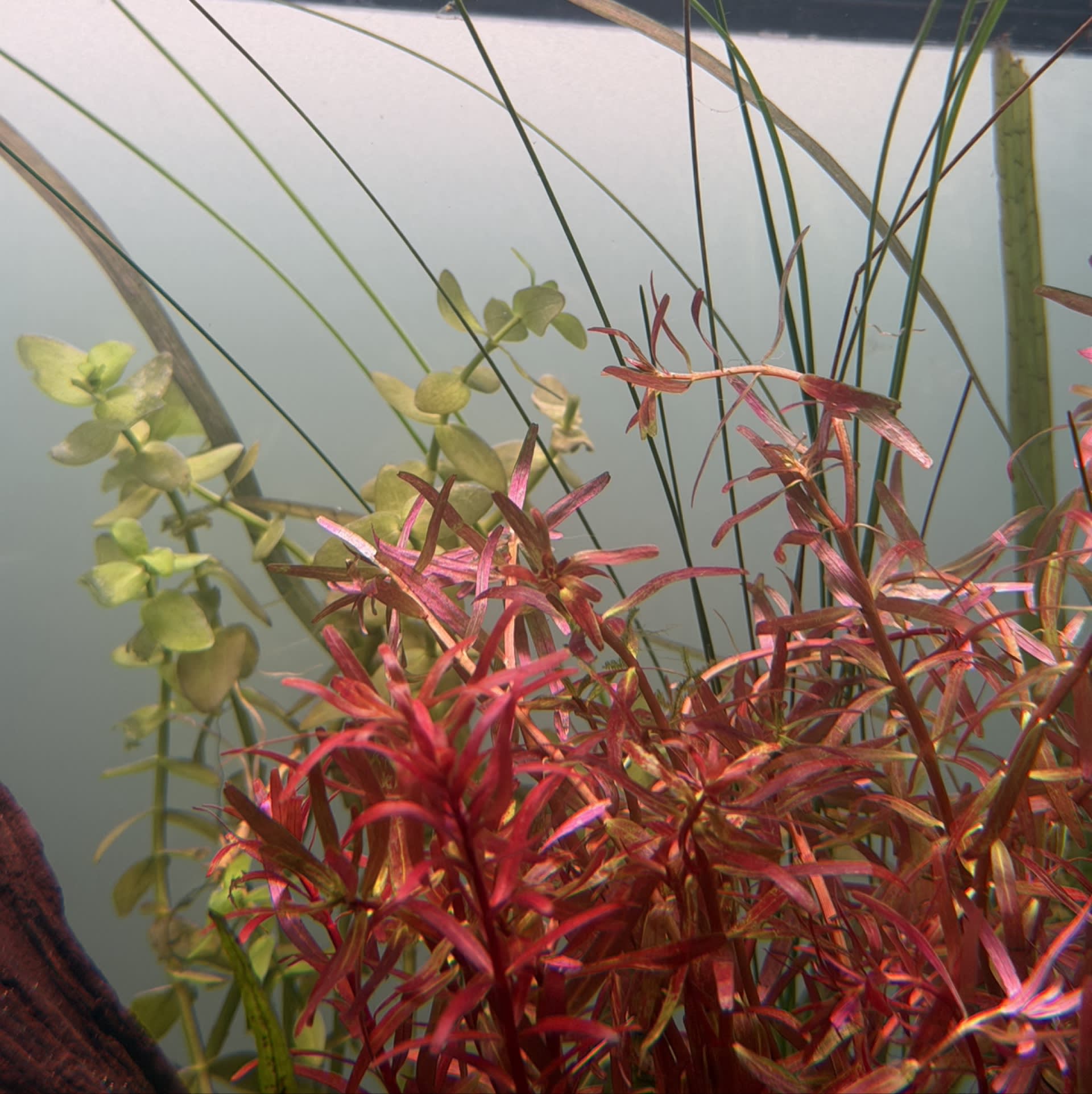 Rotala Blood Red