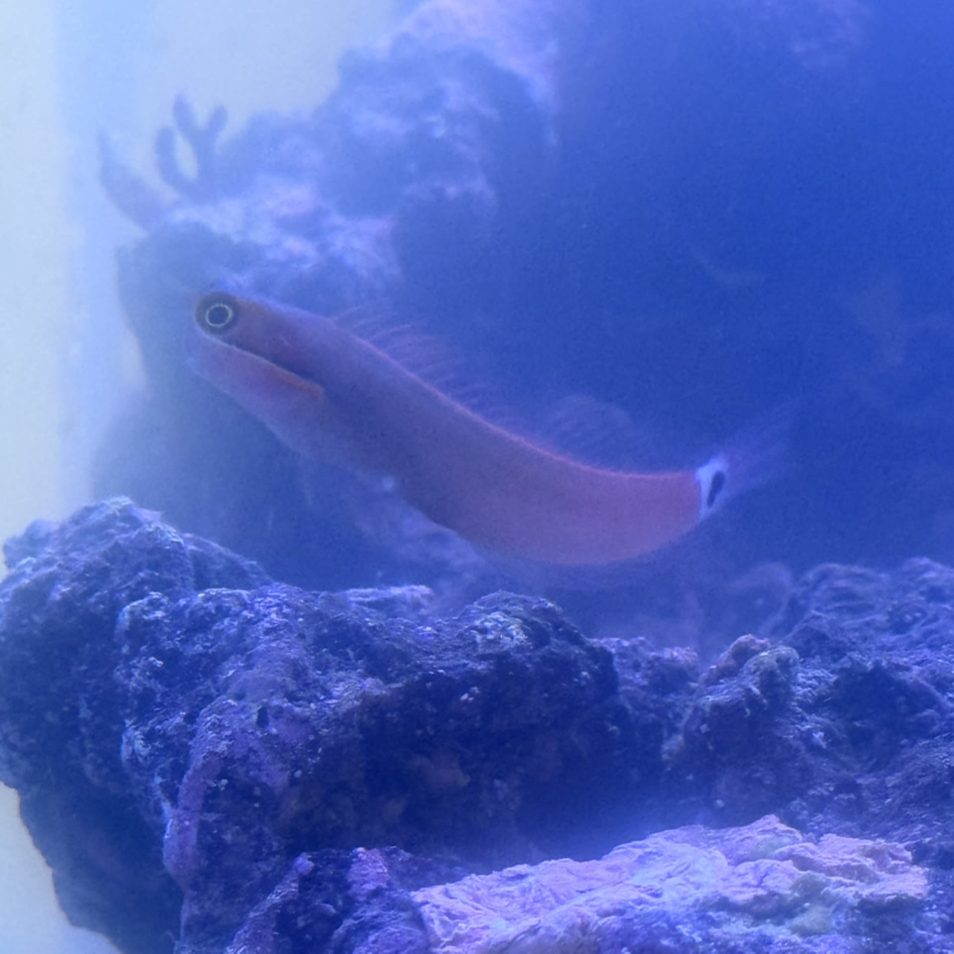Tailspot Blenny
