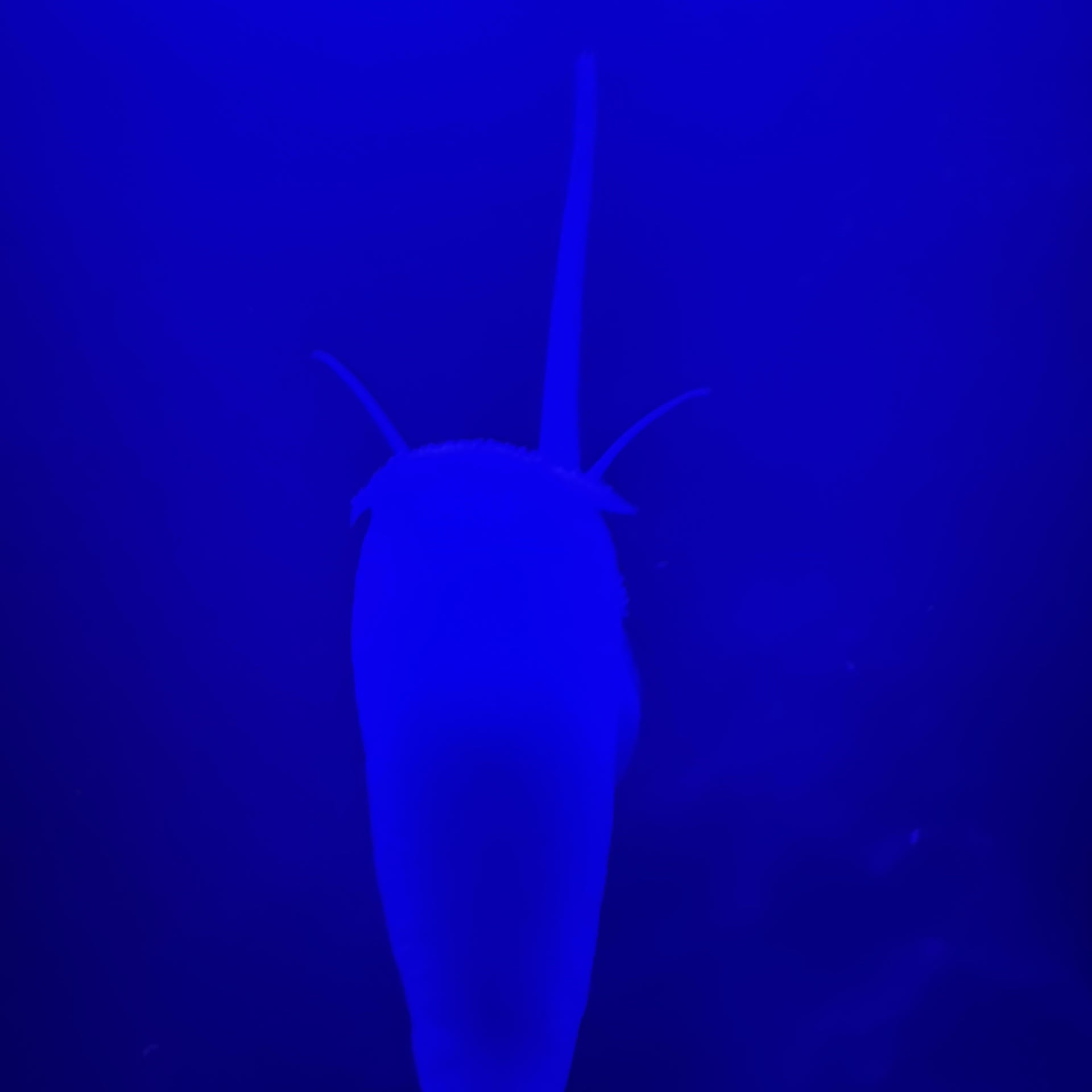 Nassarius Snail
