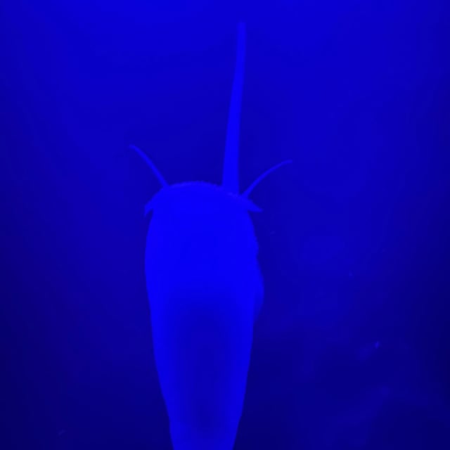Nassarius Snail
