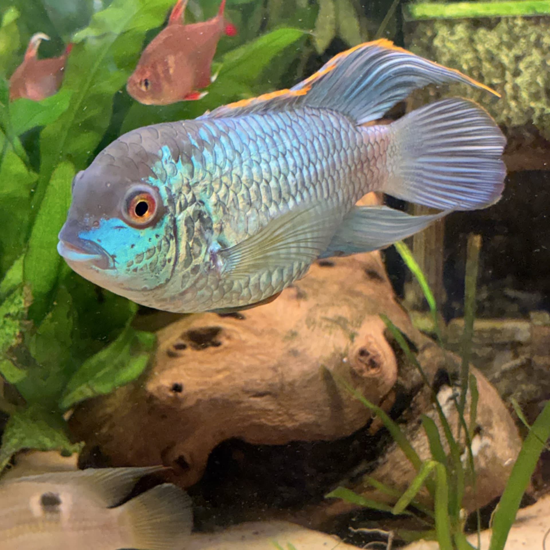 Electric Blue Acara