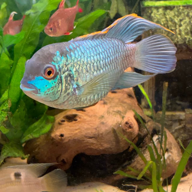 Electric Blue Acara