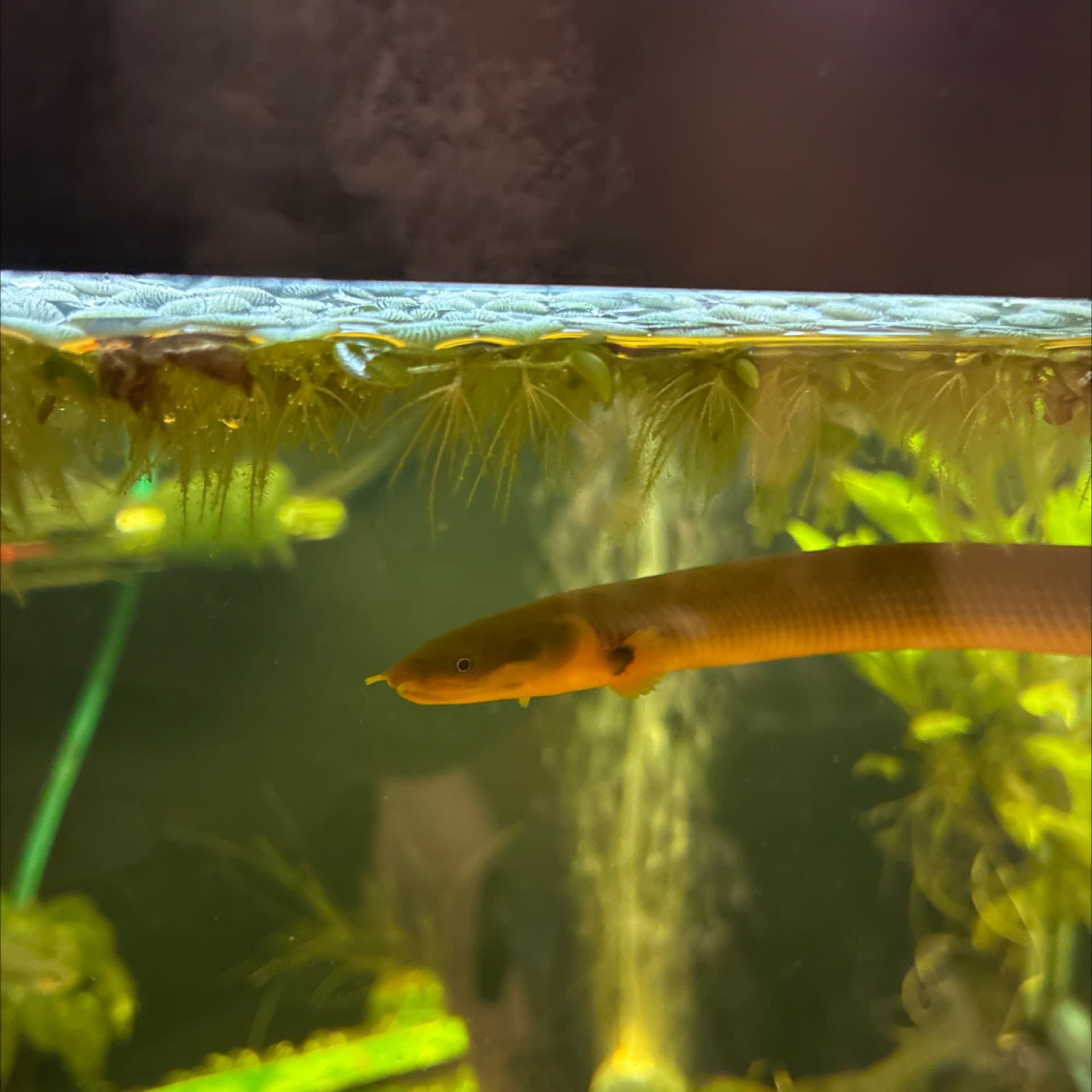 Rope Fish