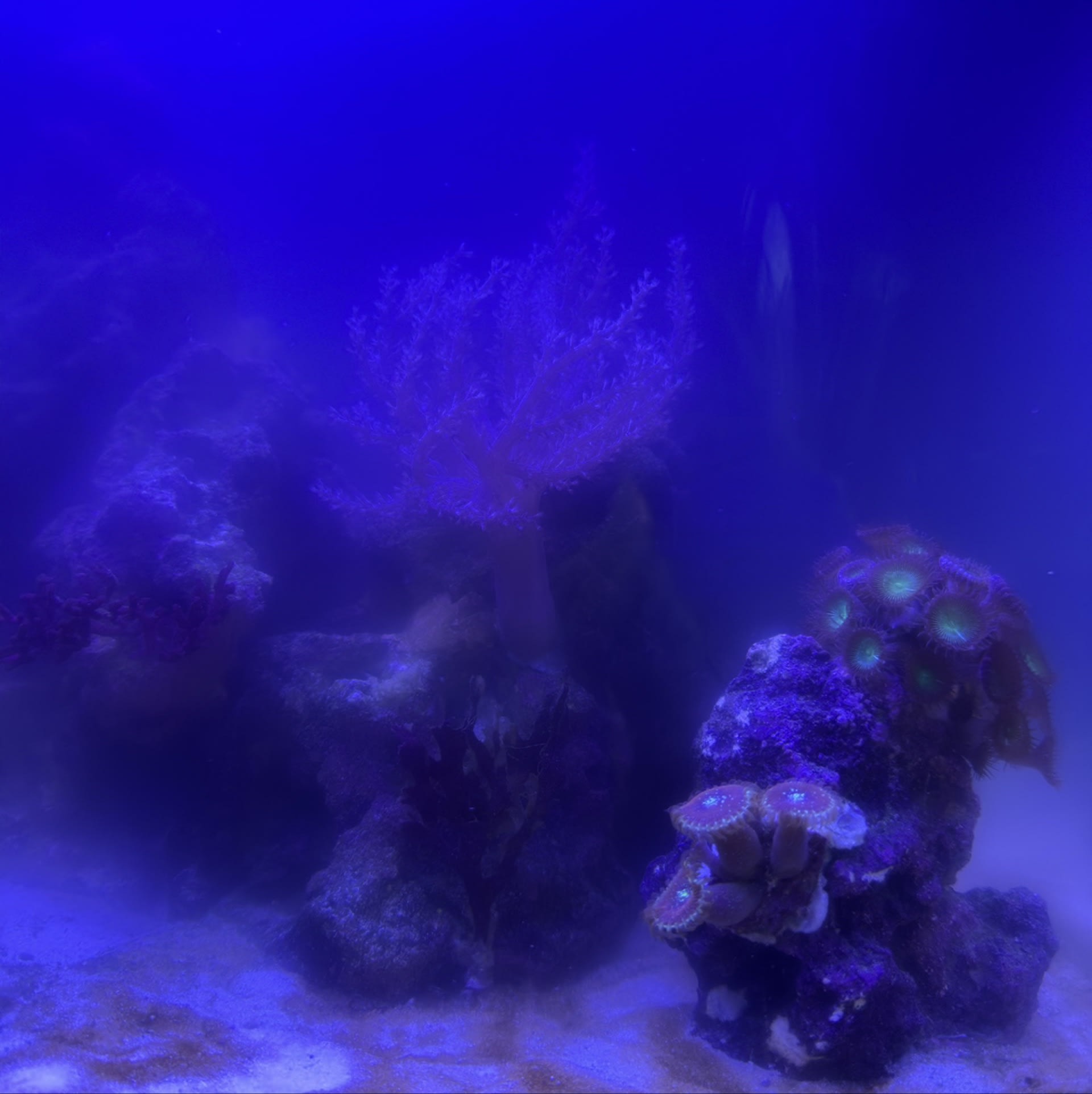 Kenya Tree Coral