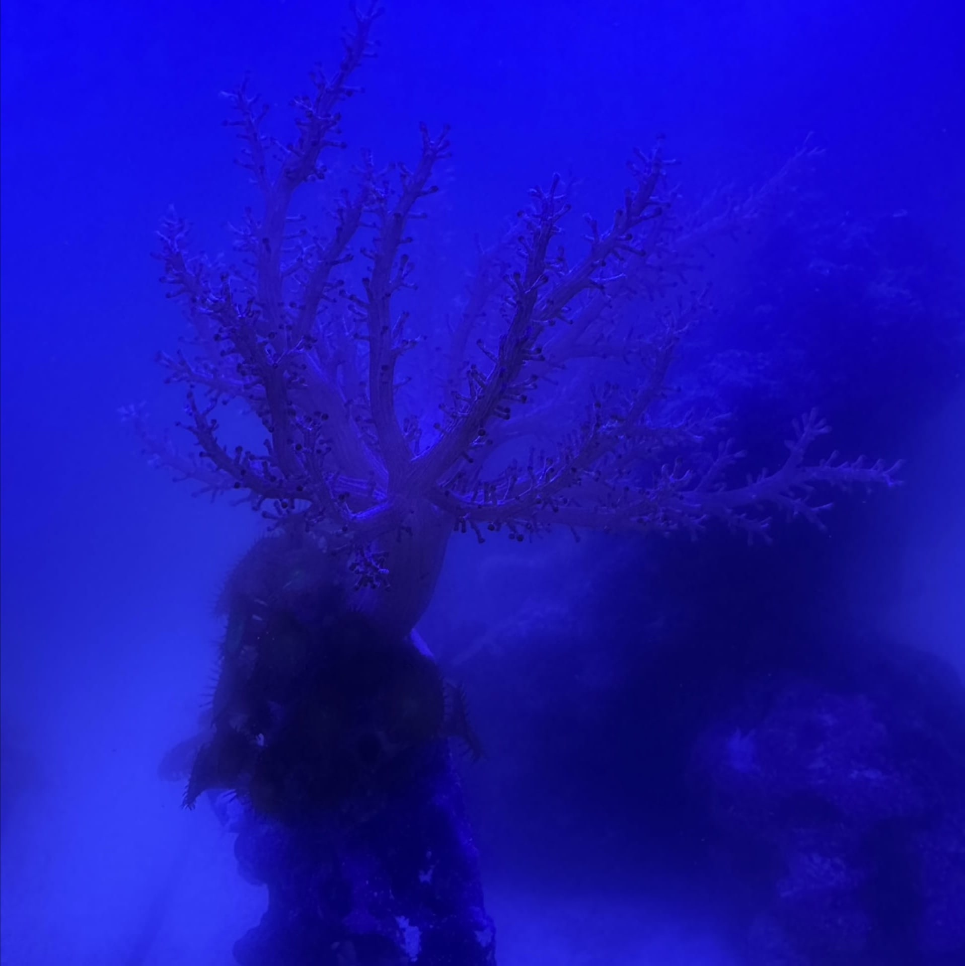 Kenya Tree Coral