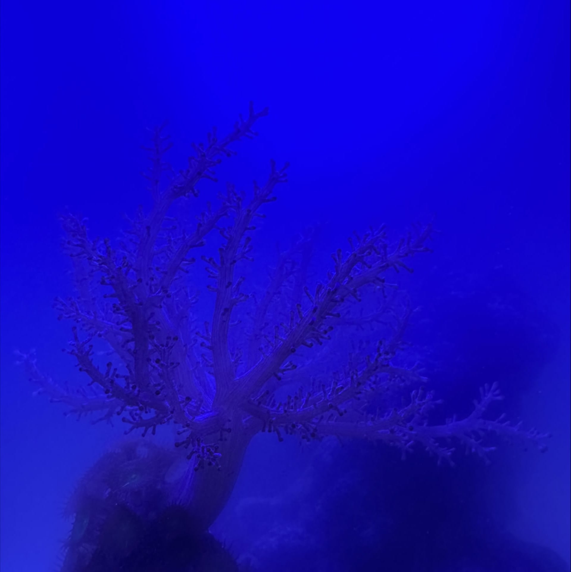 Kenya Tree Coral
