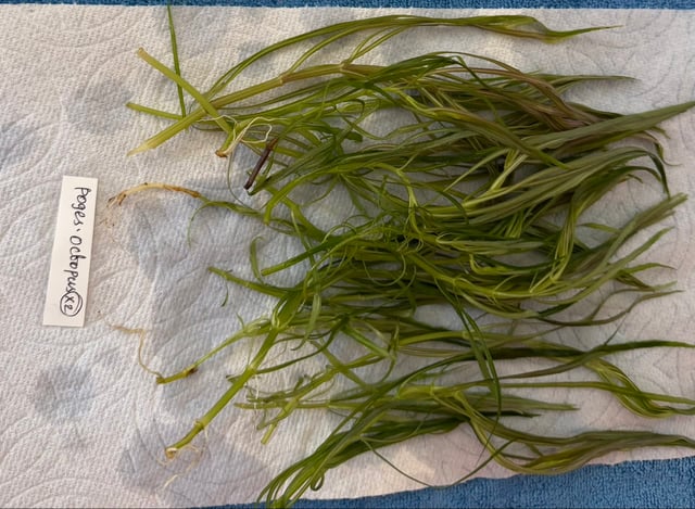 Octopus Plant