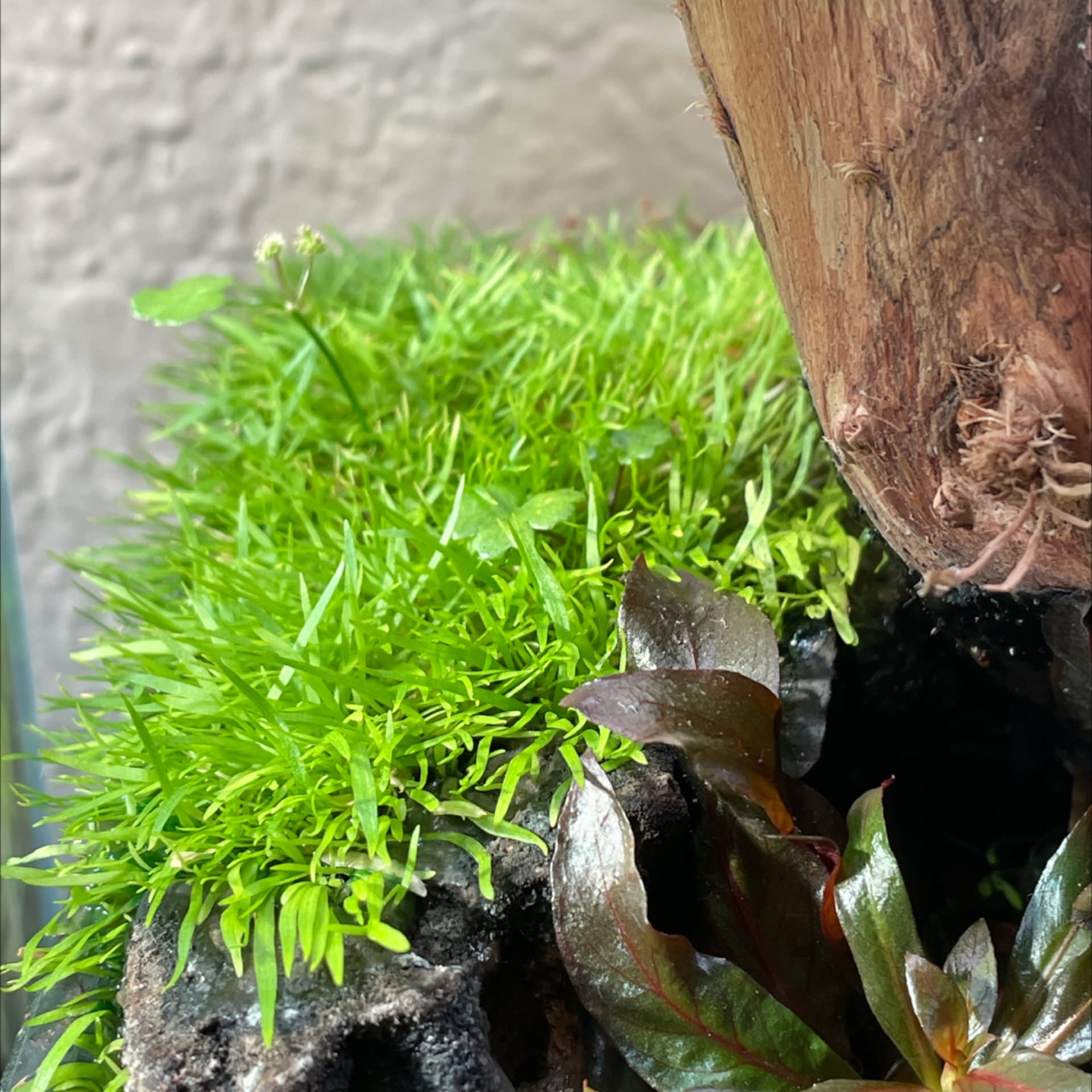 Utricularia Graminifolia