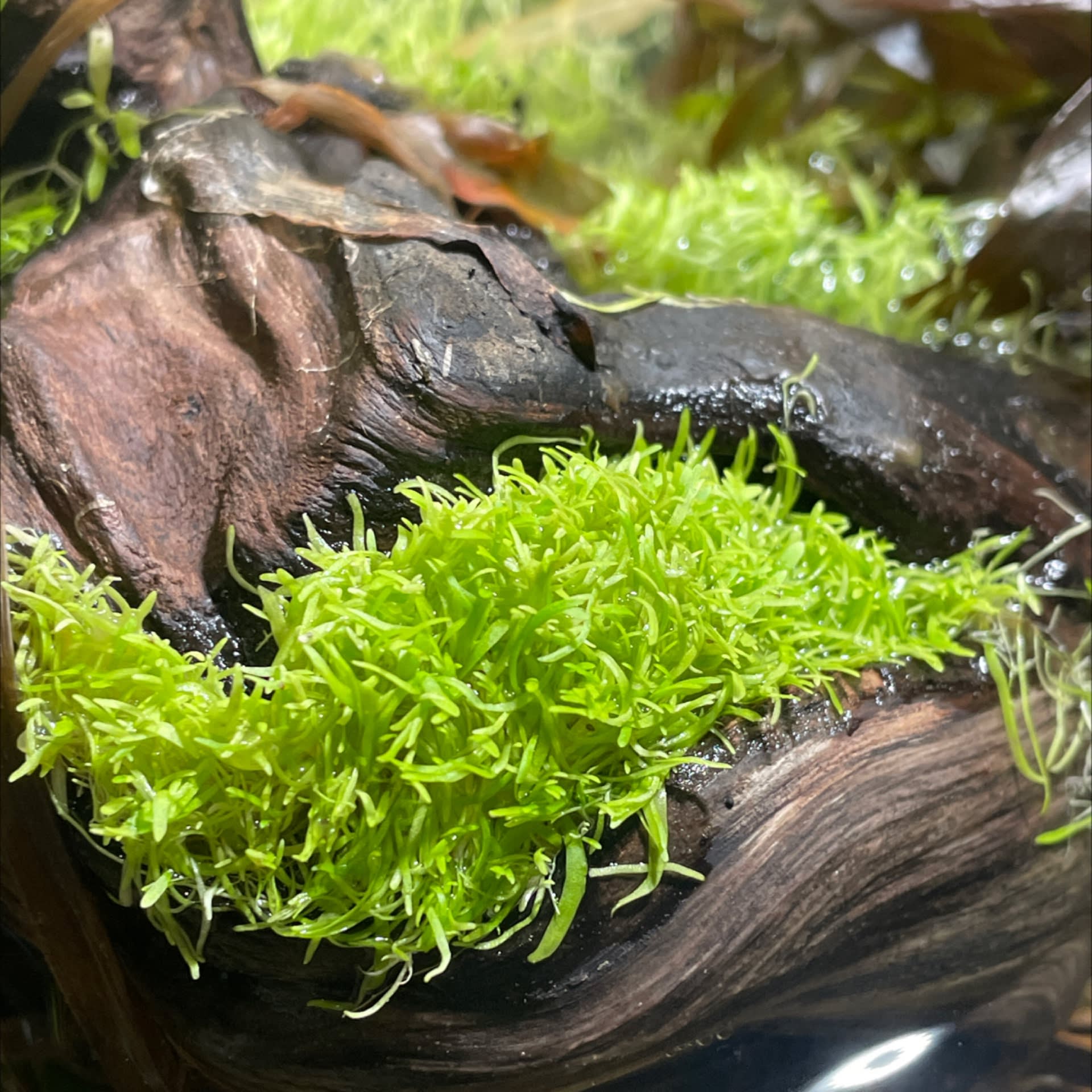 Utricularia Graminifolia