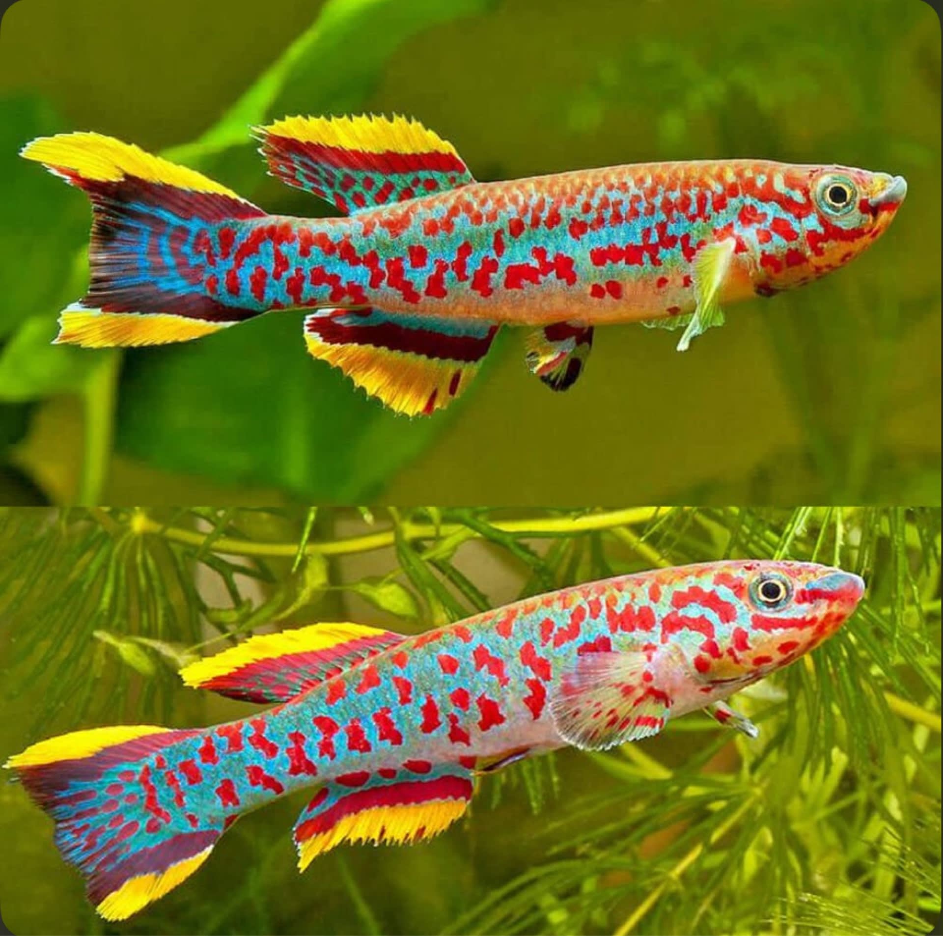 Gardneri Killifish