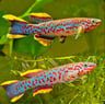 Gardneri Killifish