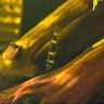 Clown Killifish