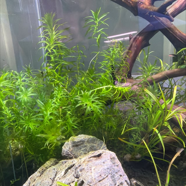 Dense Waterweed