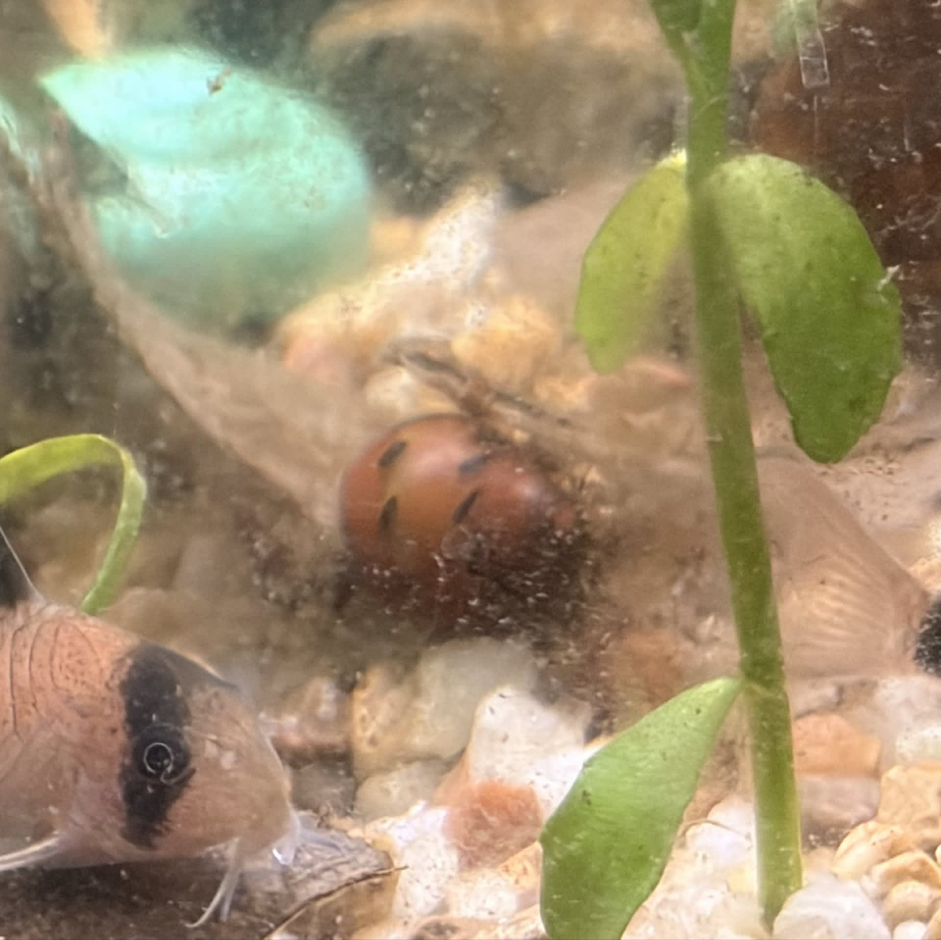 Tiger Nerite Snail