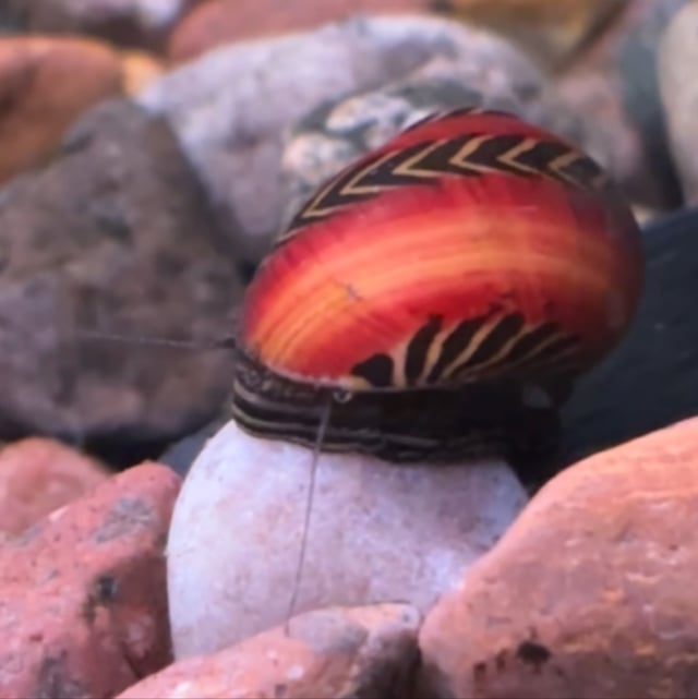 Red Racer Nerite Snail