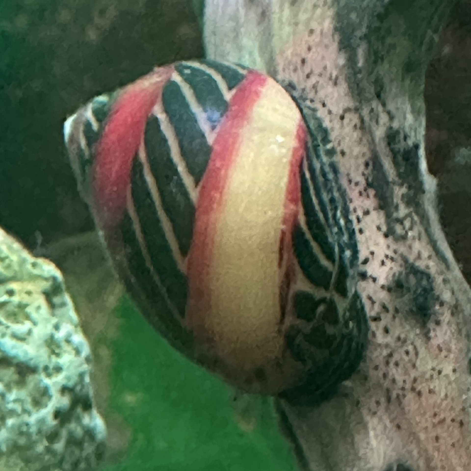 Red Racer Nerite Snail