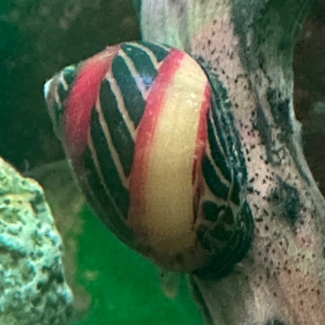 Red Racer Nerite Snail