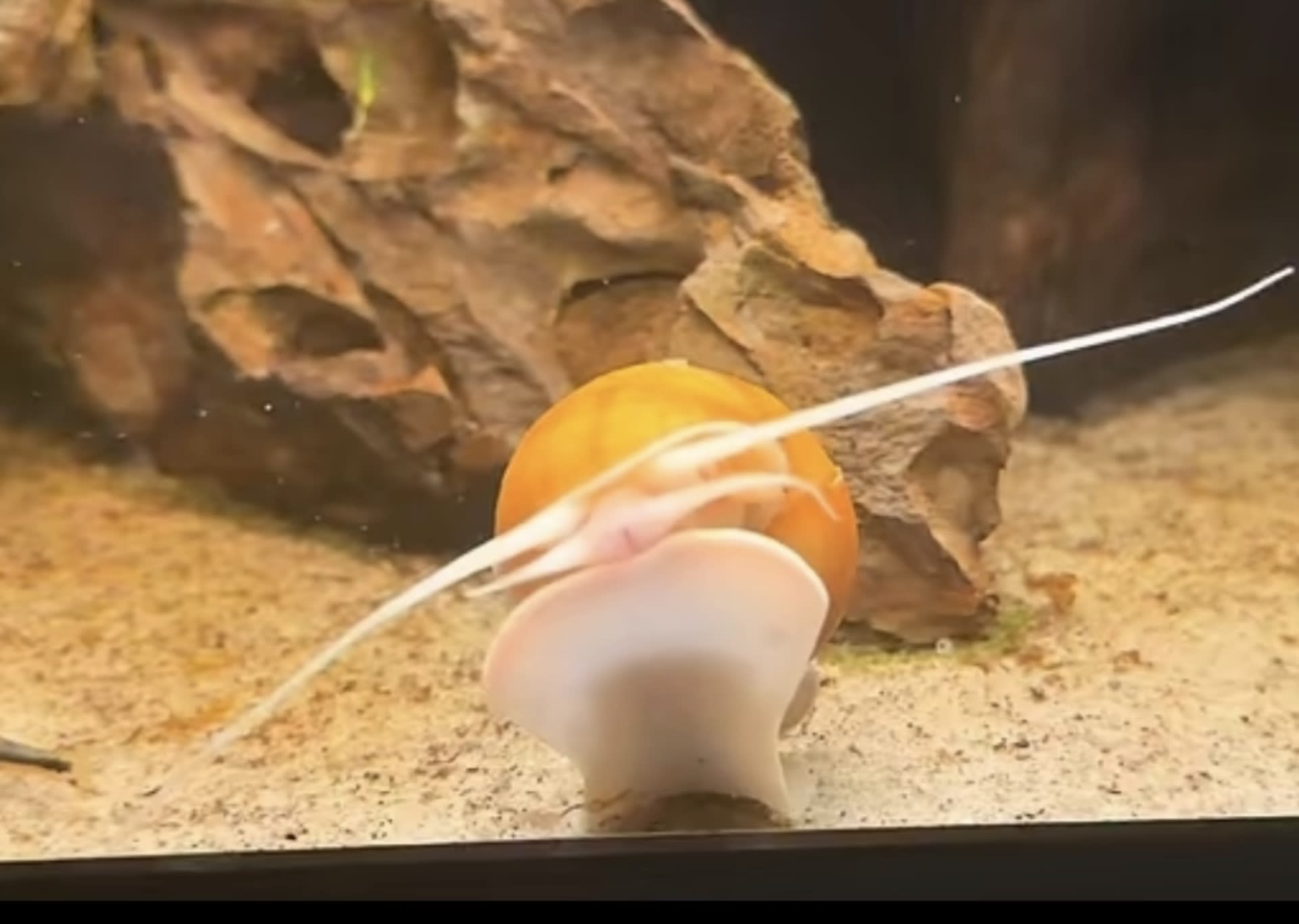 Gold Mystery Snail