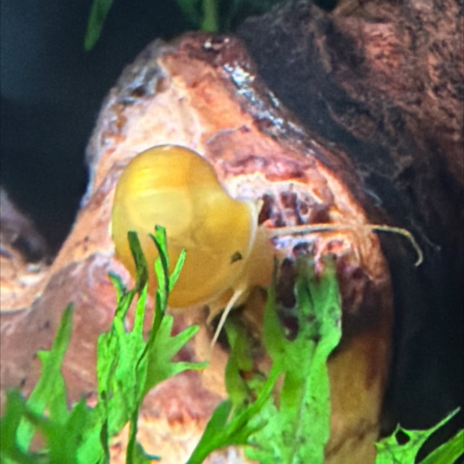 Gold Mystery Snail