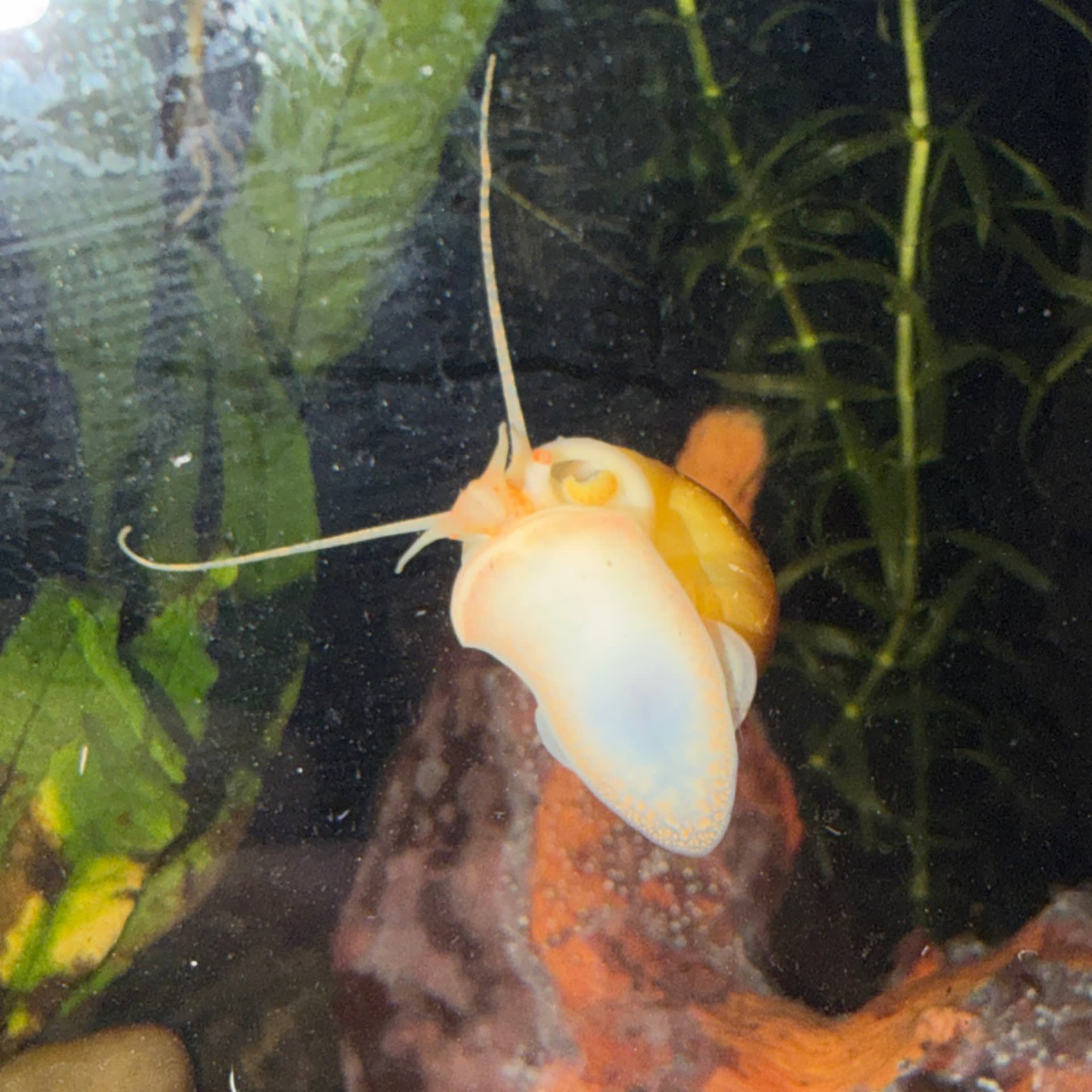 Gold Mystery Snail