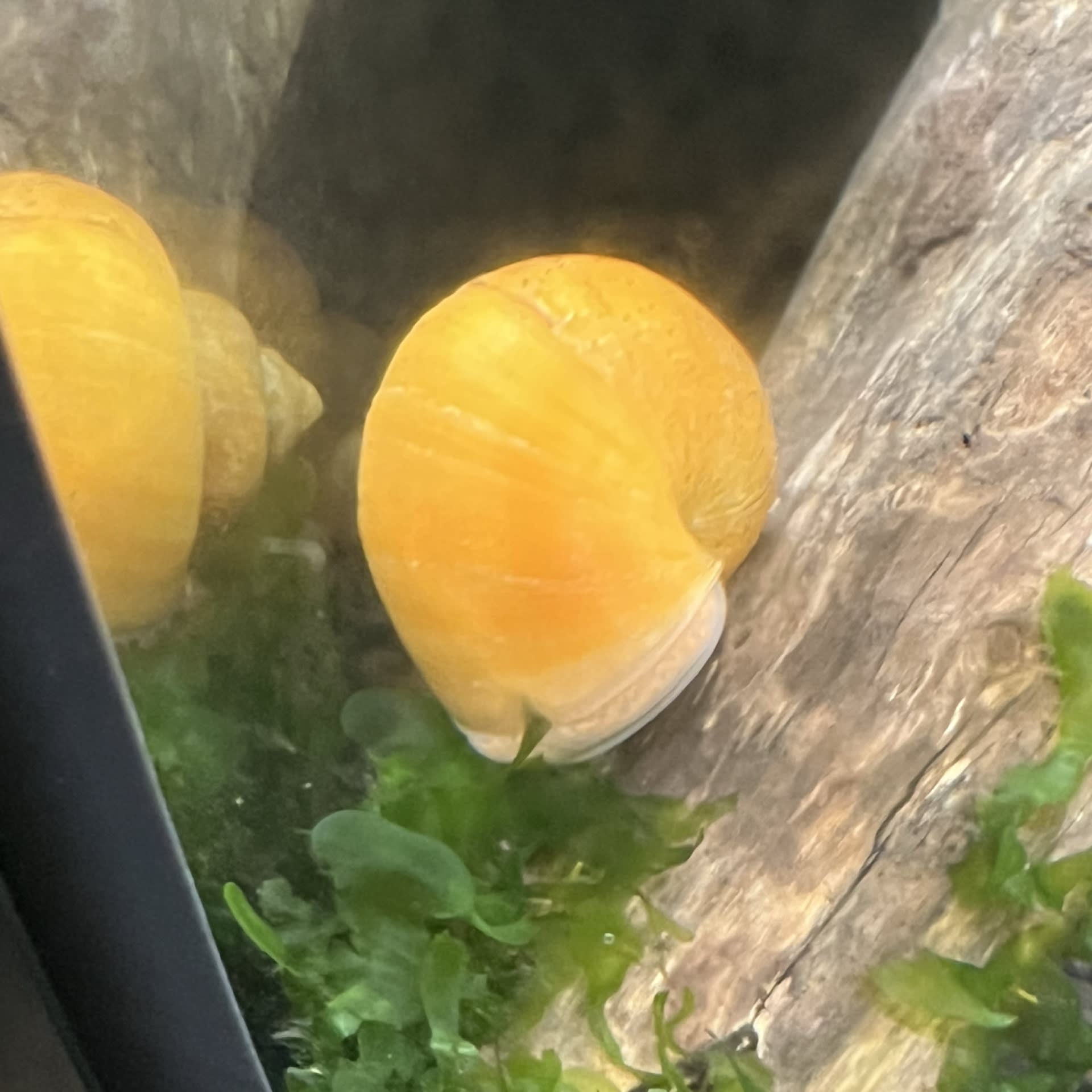Gold Mystery Snail