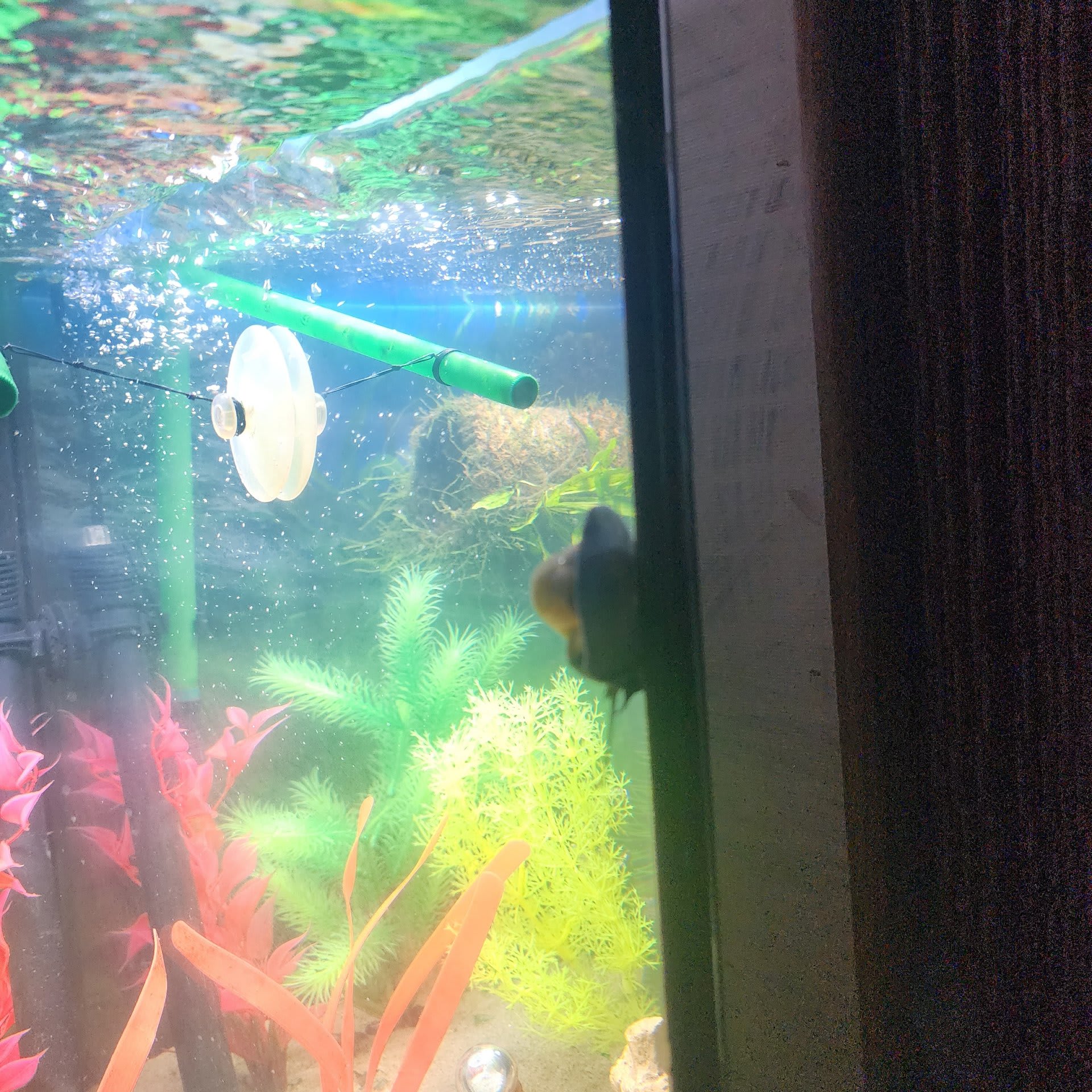 Blue Mystery Snail