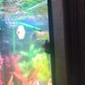 Blue Mystery Snail