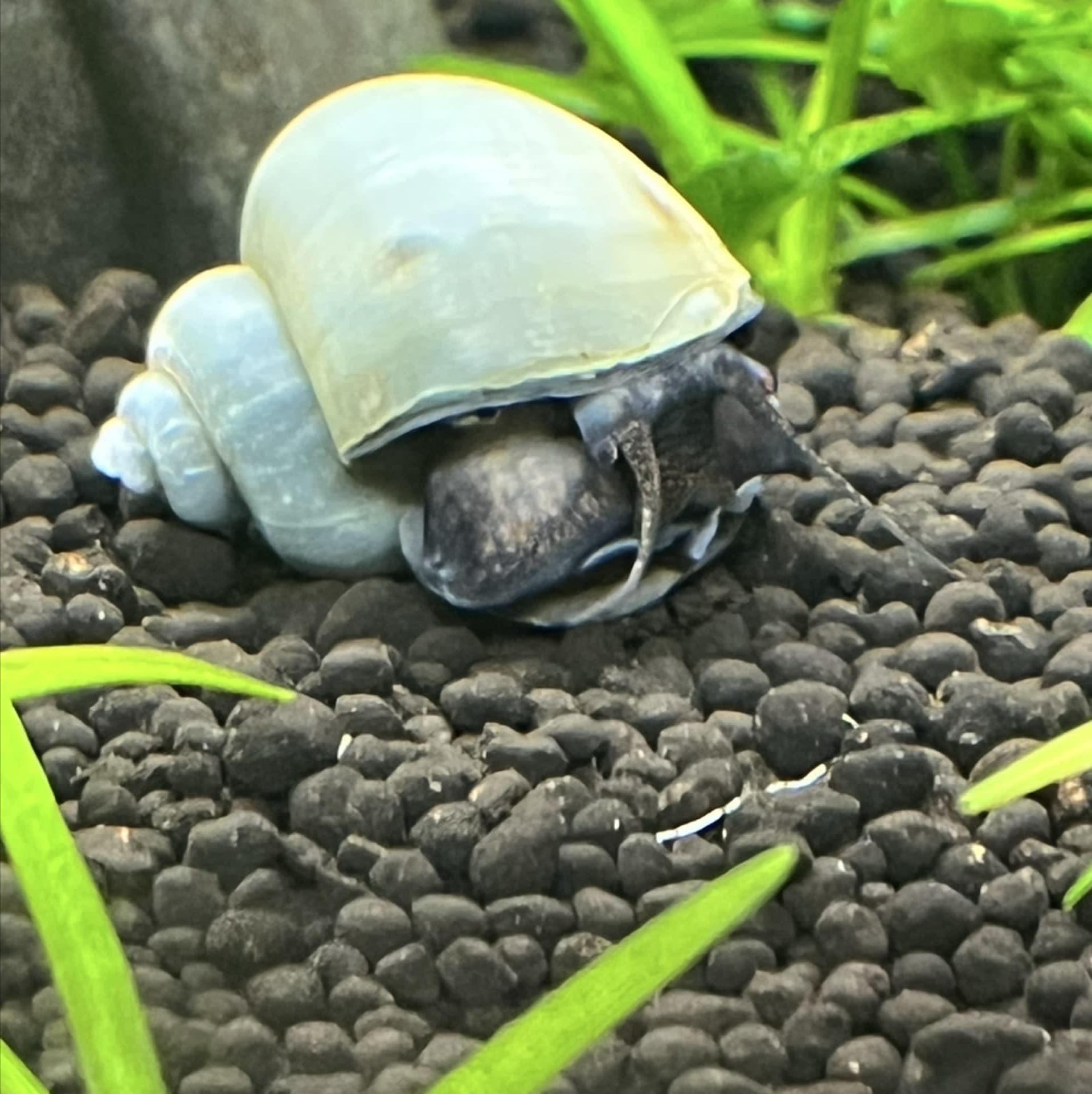 Blue Mystery Snail