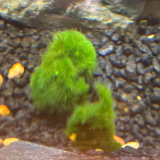 Marimo Moss Ball