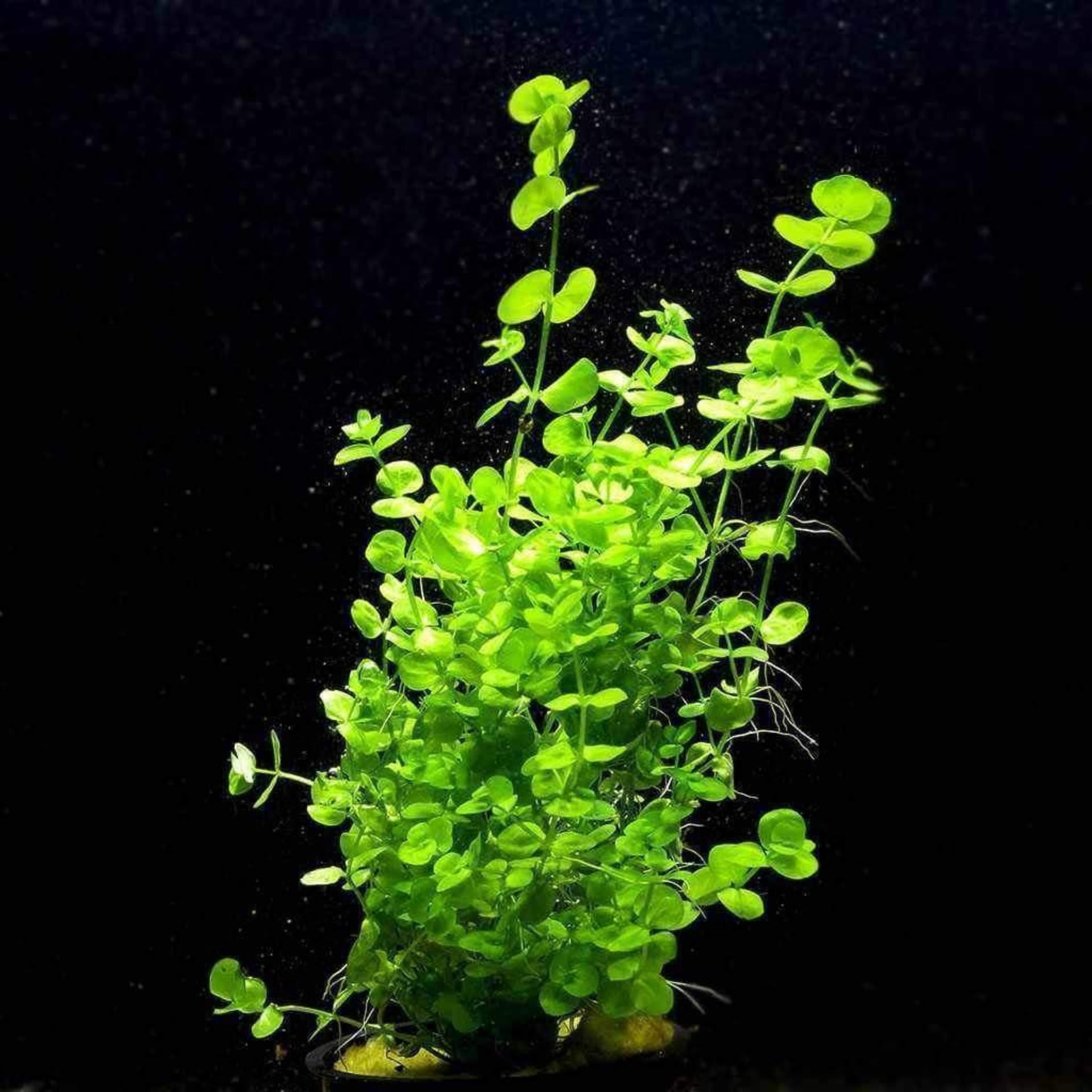 Dwarf Baby Tears