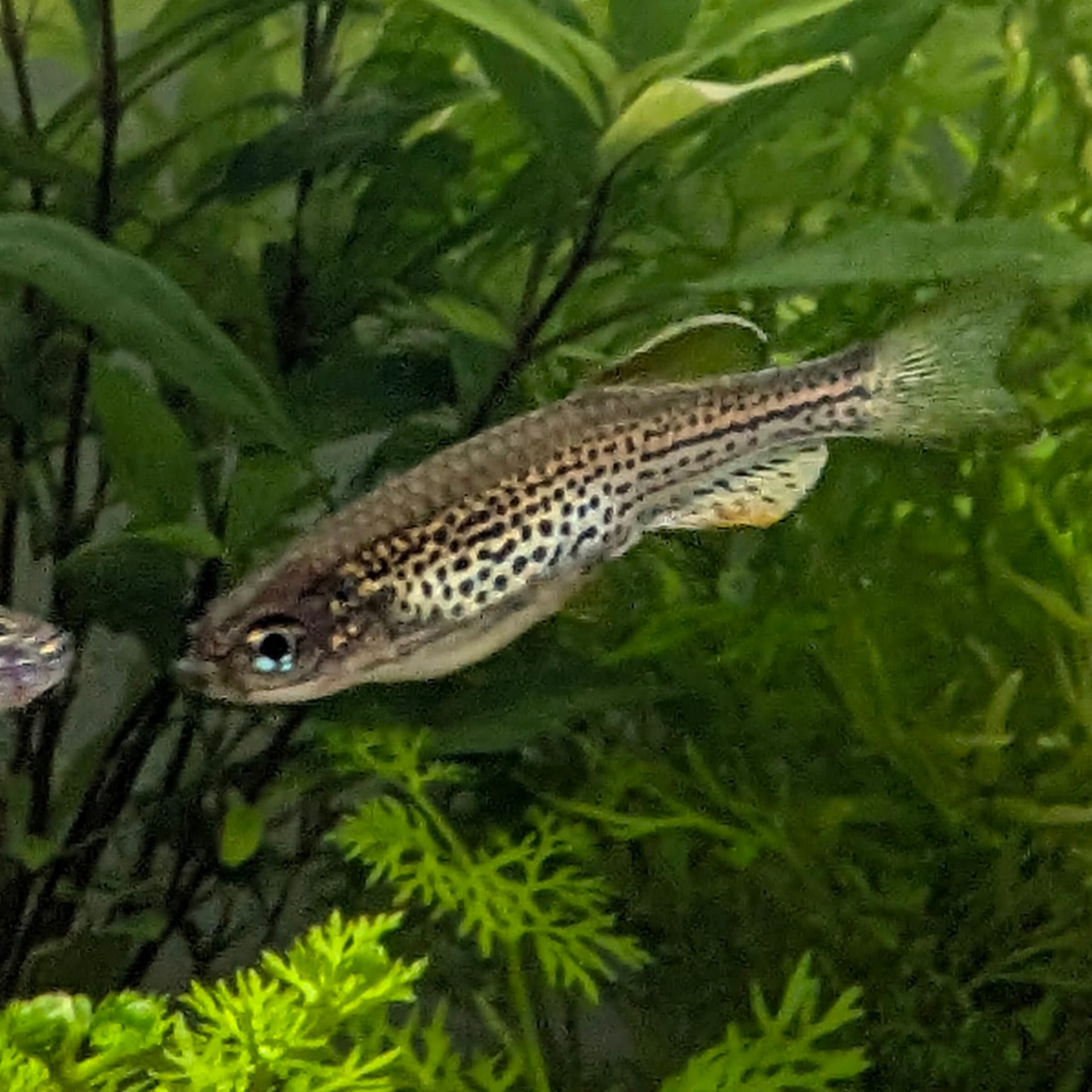 Leopard Danio