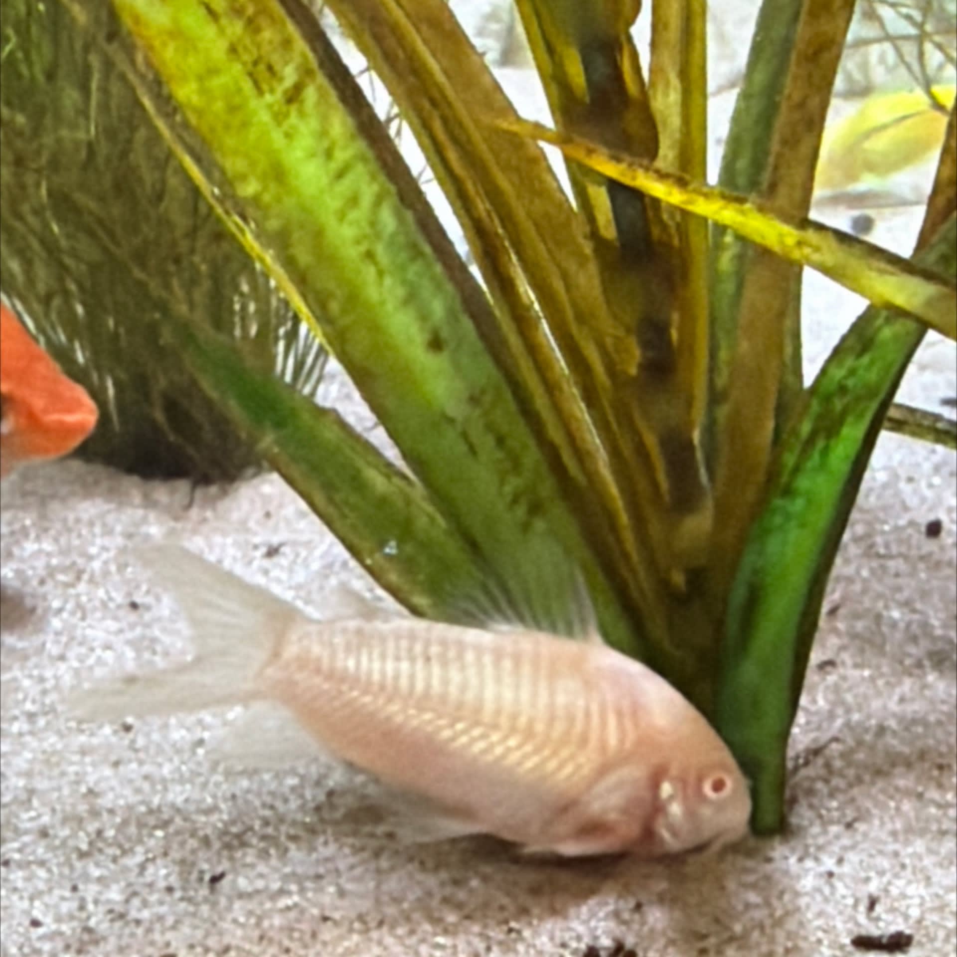 Albino Corydoras