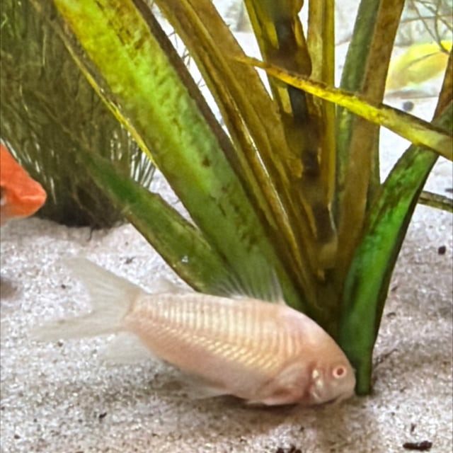 Albino Corydoras