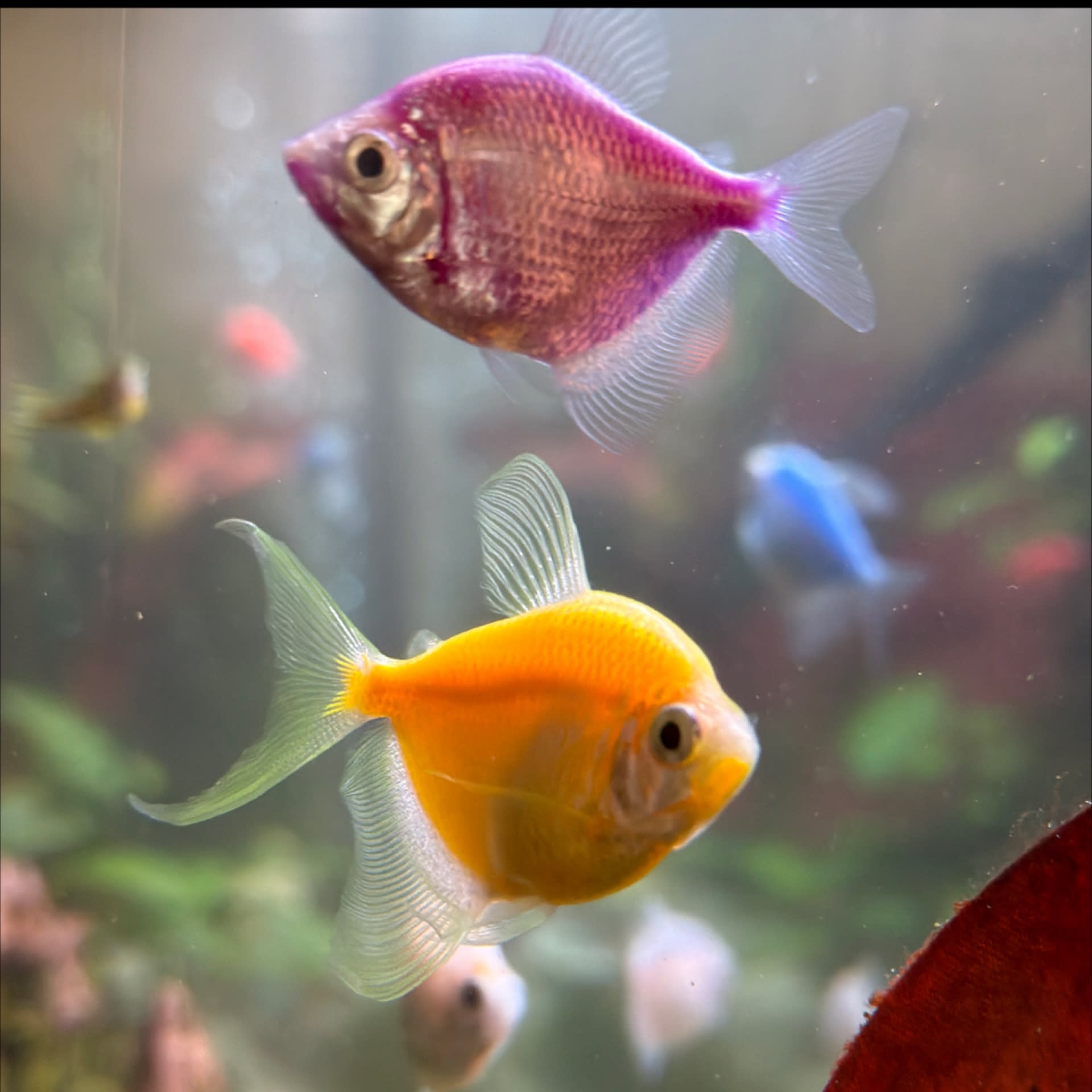 GloFish Tetra