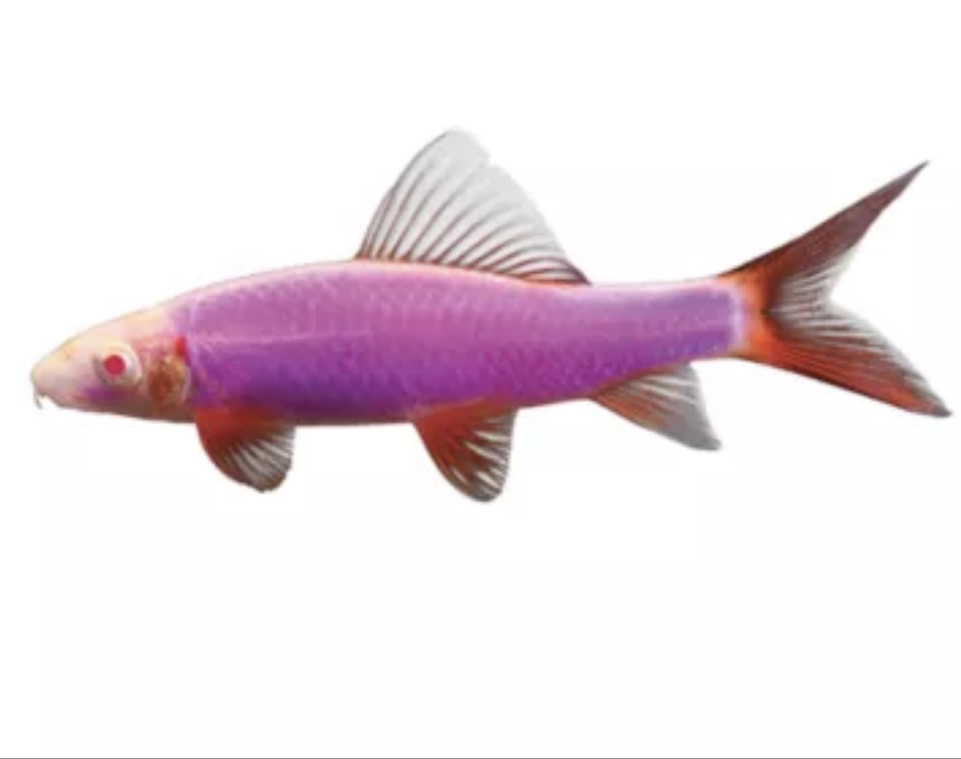 GloFish Shark