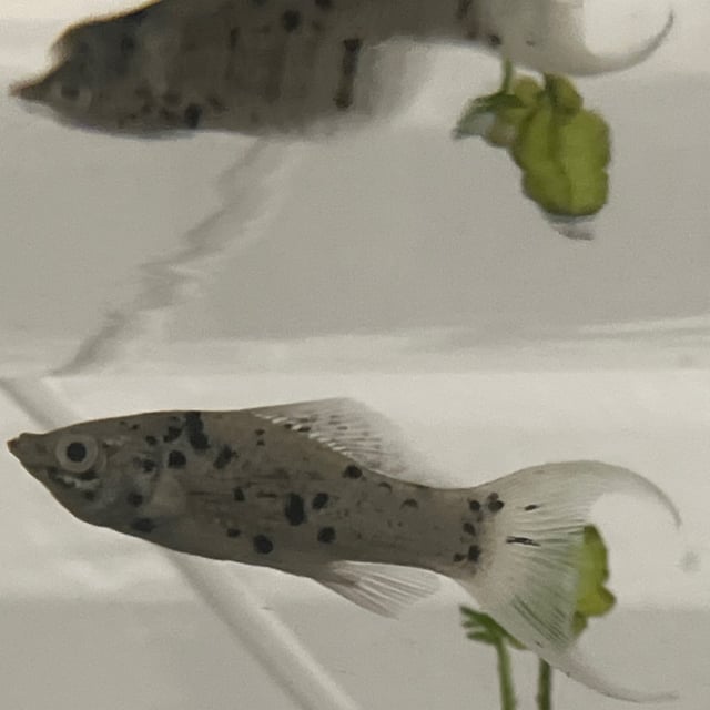 Dalmatian Molly