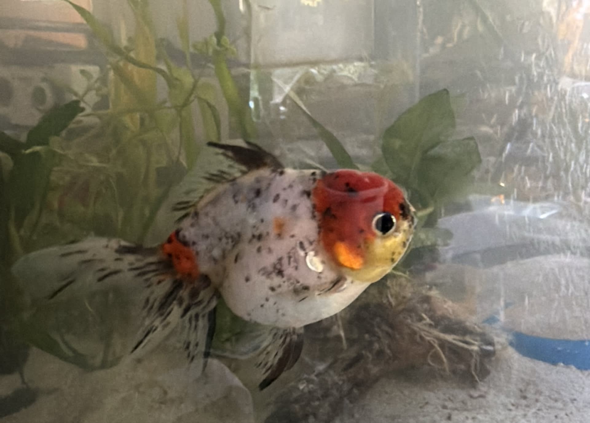 Fantail Goldfish