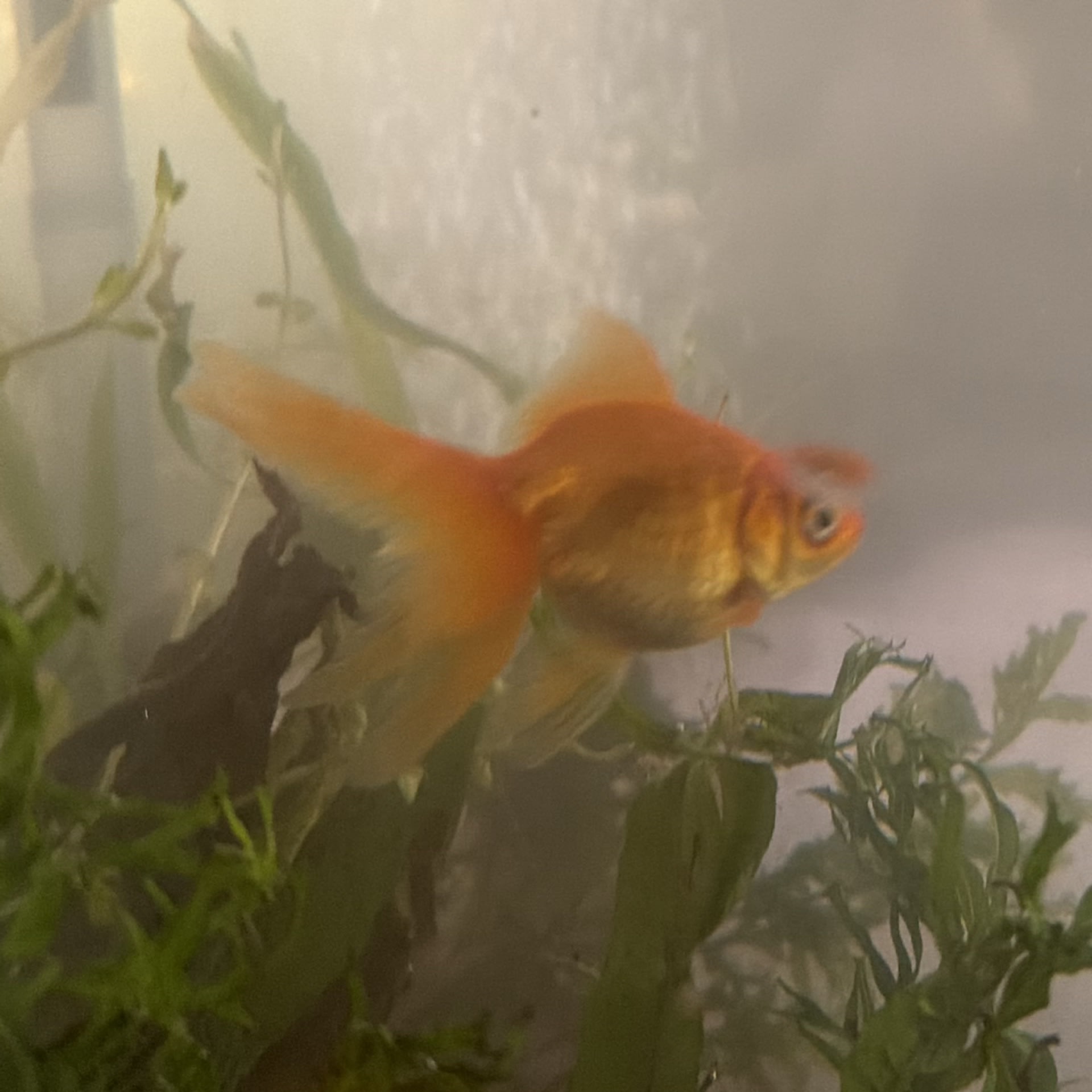 Fantail Goldfish