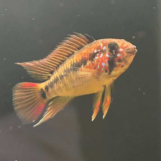 Macmasteri Dwarf Cichlid