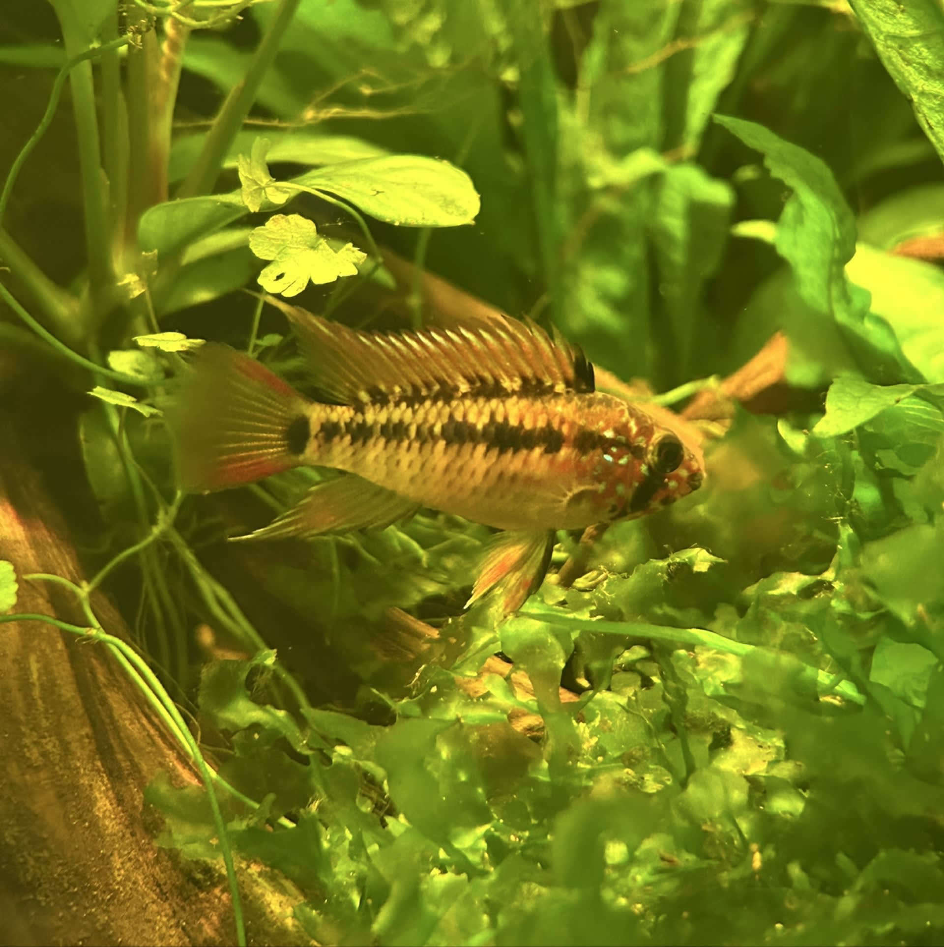 Macmasteri Dwarf Cichlid